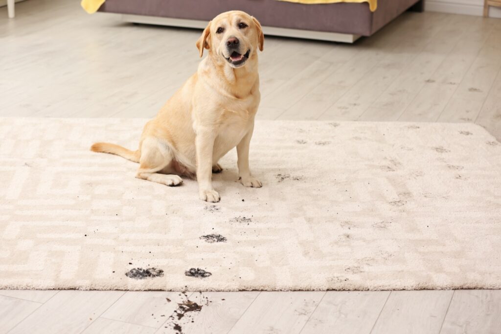 Best Rug Materials in a Home with Pets | Flemington Department Store